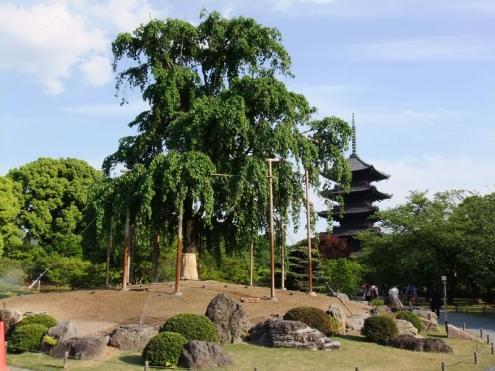 【植栽/植樹帯かん水】桜の樹下スプリンクラーかん水（京都・東寺）