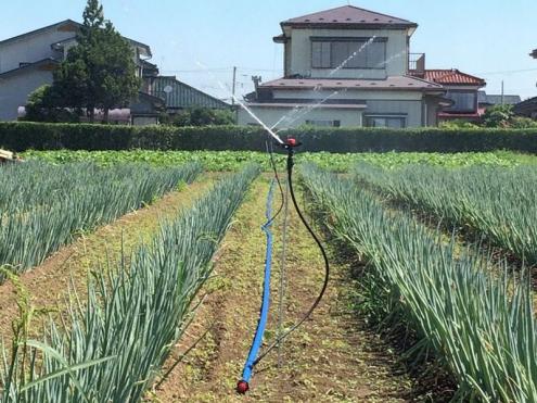 【スプリンクラーかんがい】高校農場の露地かん水（宮城県石巻市）