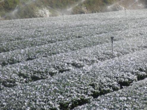 【凍霜害防止散水】茶園の凍霜害防止散水（鹿児島県）