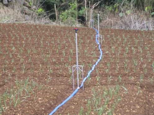 【スプリンクラーかんがい】SDスプリンクラーによるニンニクのかん水（鹿児島県）