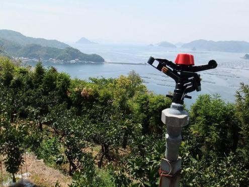 【スプリンクラーかんがい】みかん圃場のかん水（愛媛県宇和島市）