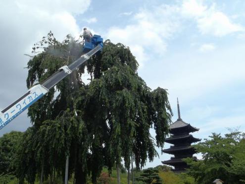 【植栽/植樹帯かん水】樹木へのフォグかん水（京都・東寺）